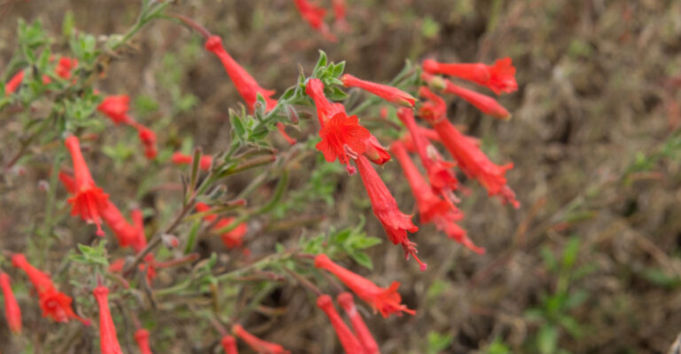 The Longest Blooming Perennials California Gardeners Are Planting This Year