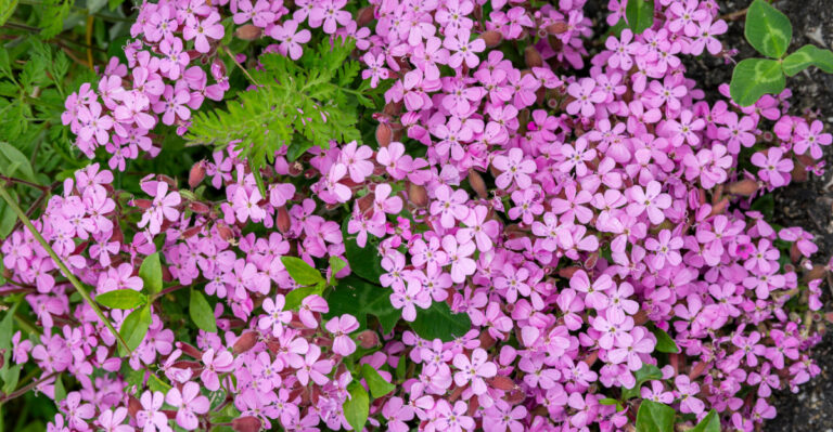 The Low-Growing Oregon Natives That Suppress Weeds Better Than Anything You Can Buy