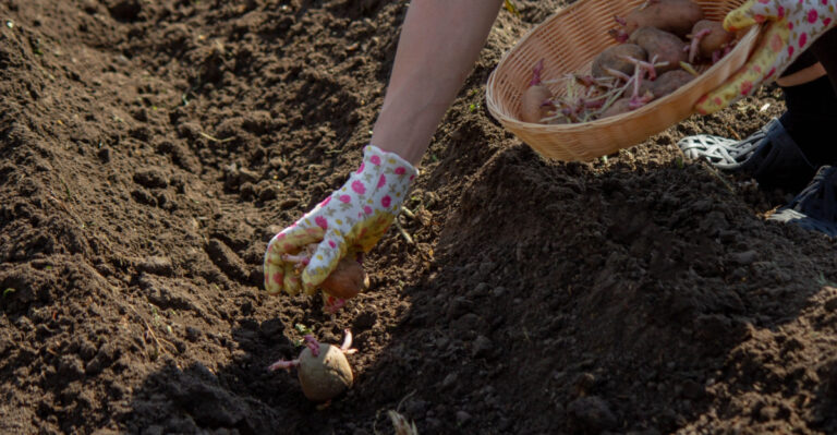 The Main Mistake Some North Carolina Gardeners Makes When Growing Potatoes