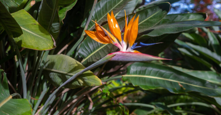 The May Bird Of Paradise Care Step California Gardeners Shouldn’t Skip