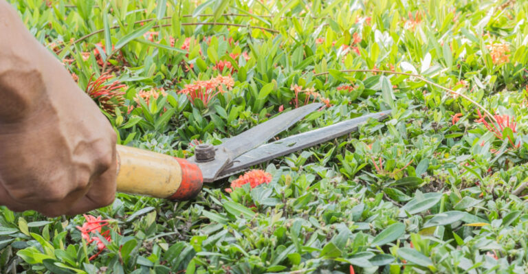 The May Mistakes That Cause Ixora To Stop Flowering In Florida