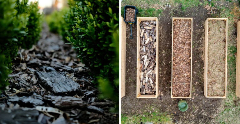 The May Move Louisiana Gardeners Swear By (That Most People Miss)