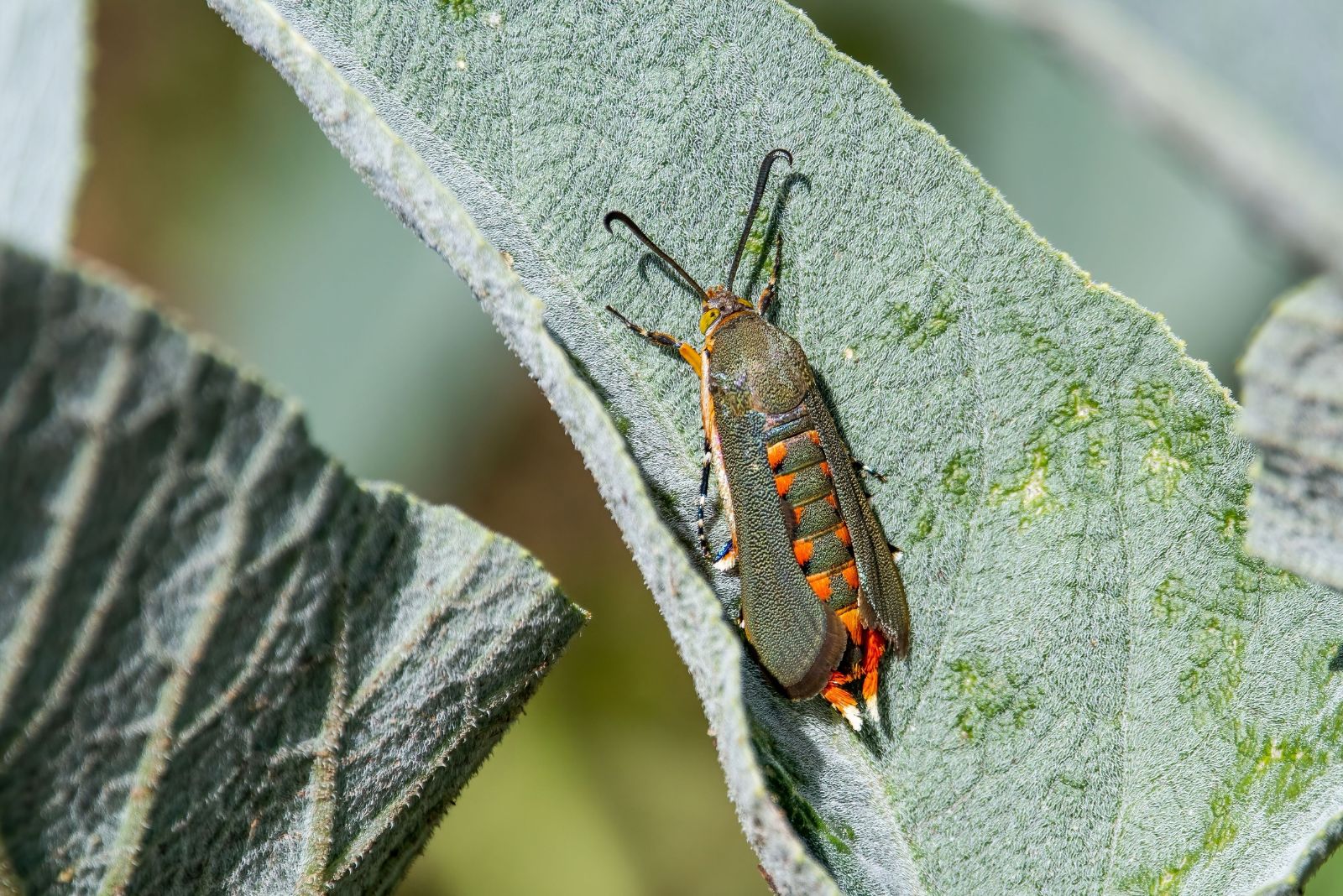 squash vine borer