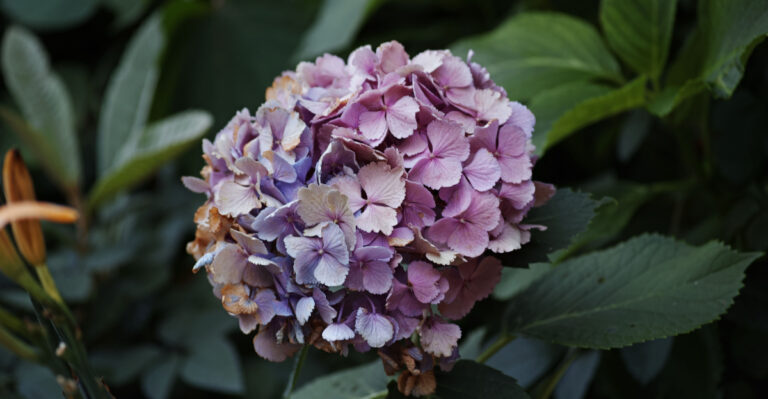 The May Pruning Mistake That Leaves Oregon Hydrangeas With Fewer Blooms
