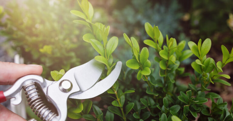 The May Pruning Trick That Keeps Florida Flowers Blooming Longer