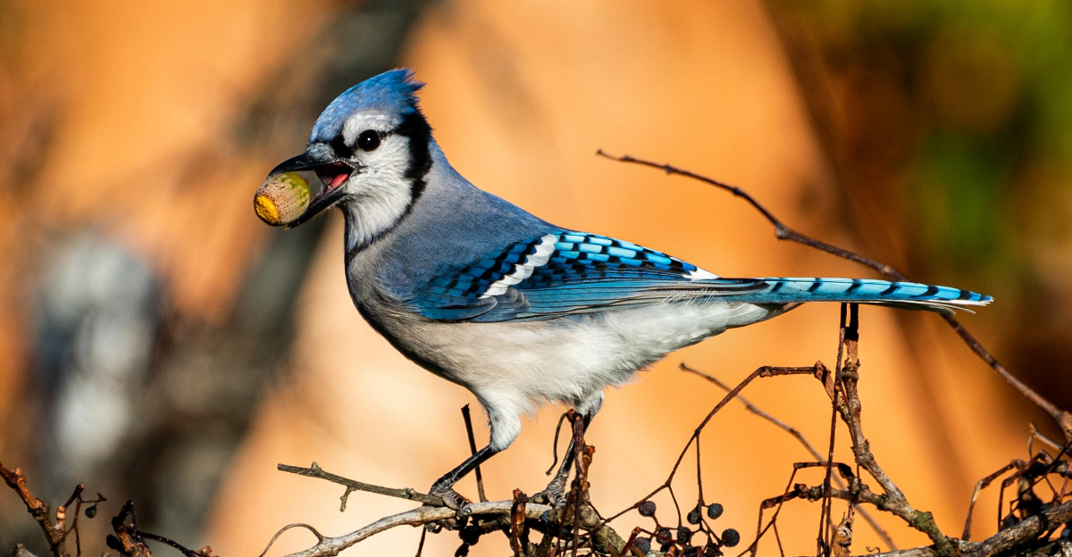 blue jay