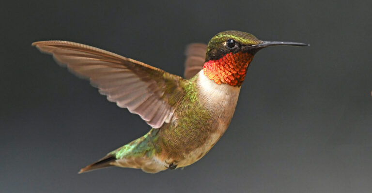 hummingbird