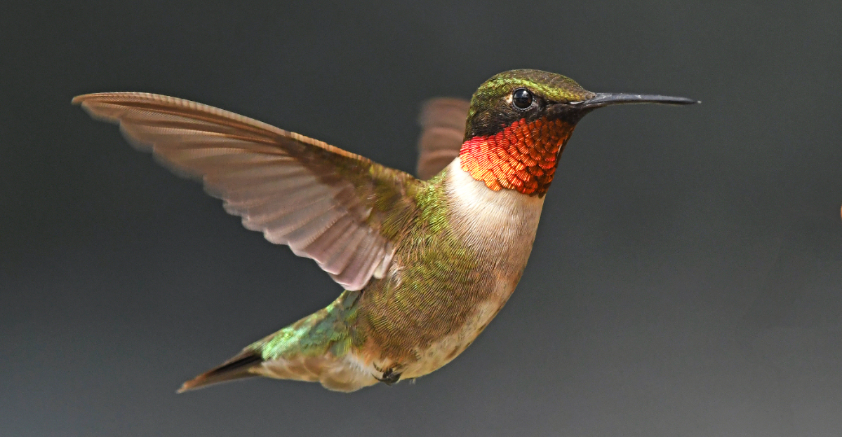 hummingbird