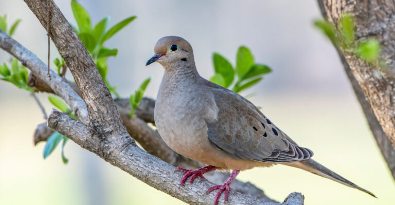 mourning dove
