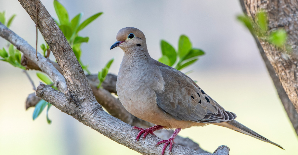 mourning dove