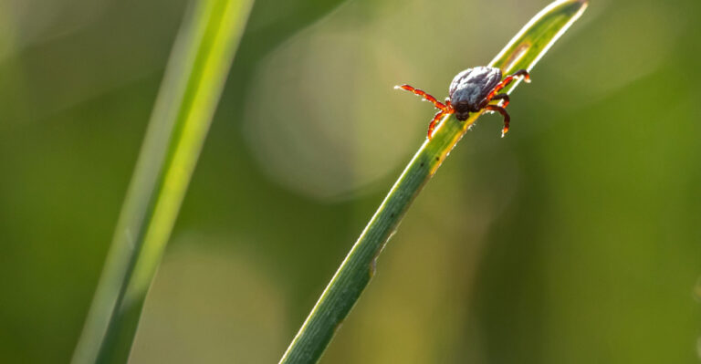 tick on grass
