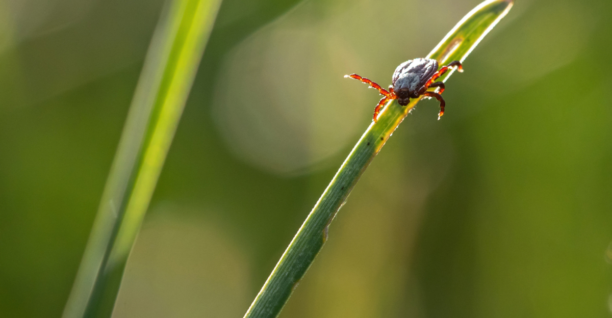 tick on grass