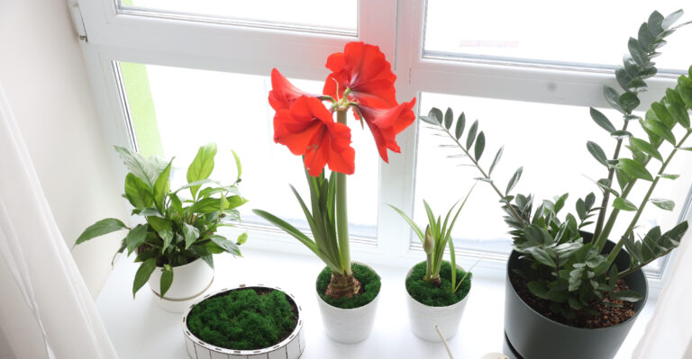 amaryllis indoors