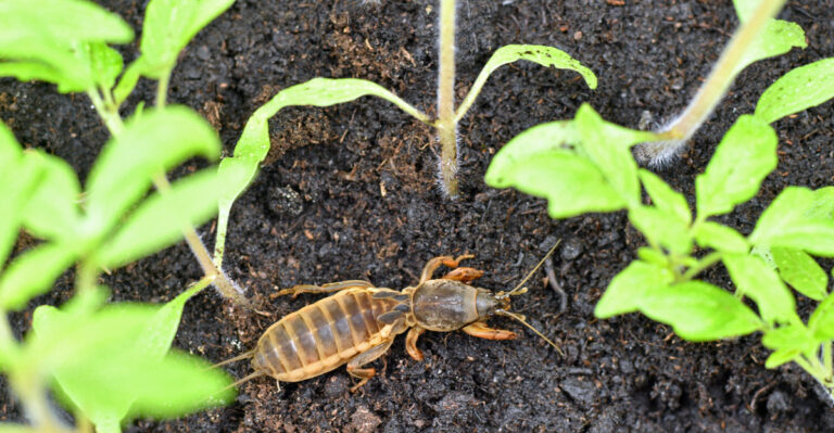 mole cricket in garden