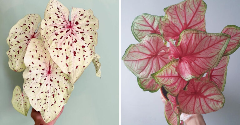 The Most Beautiful Big Leaf Caladium Varieties Michigan Gardeners Can Actually Grow