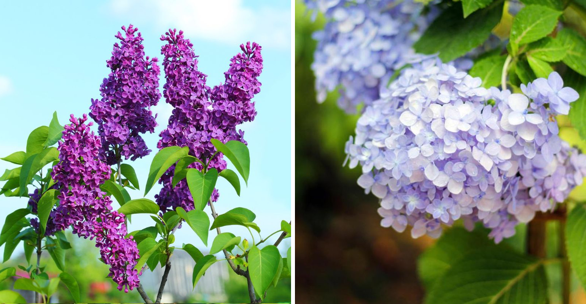 lilac and hydrangea