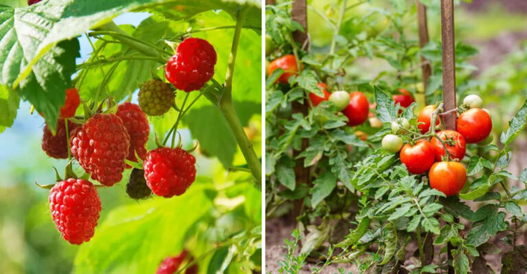 raspberries and tomatoes