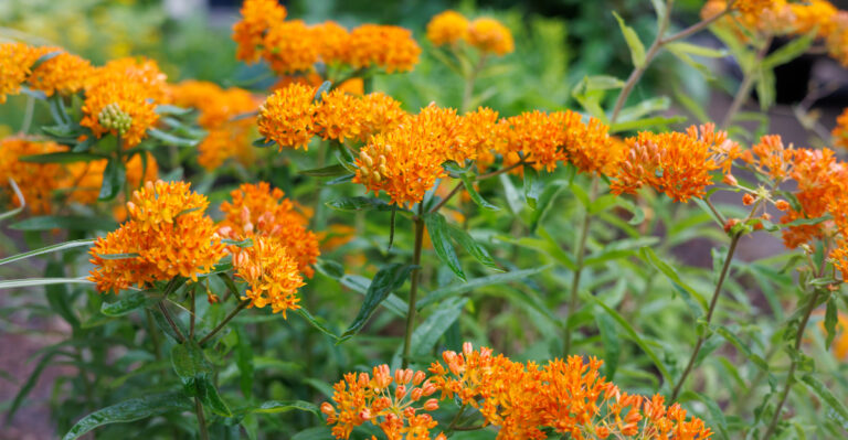 Butterfly weed