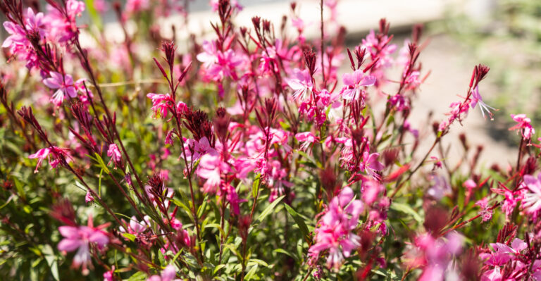 plant (featured image)