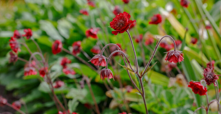 geum
