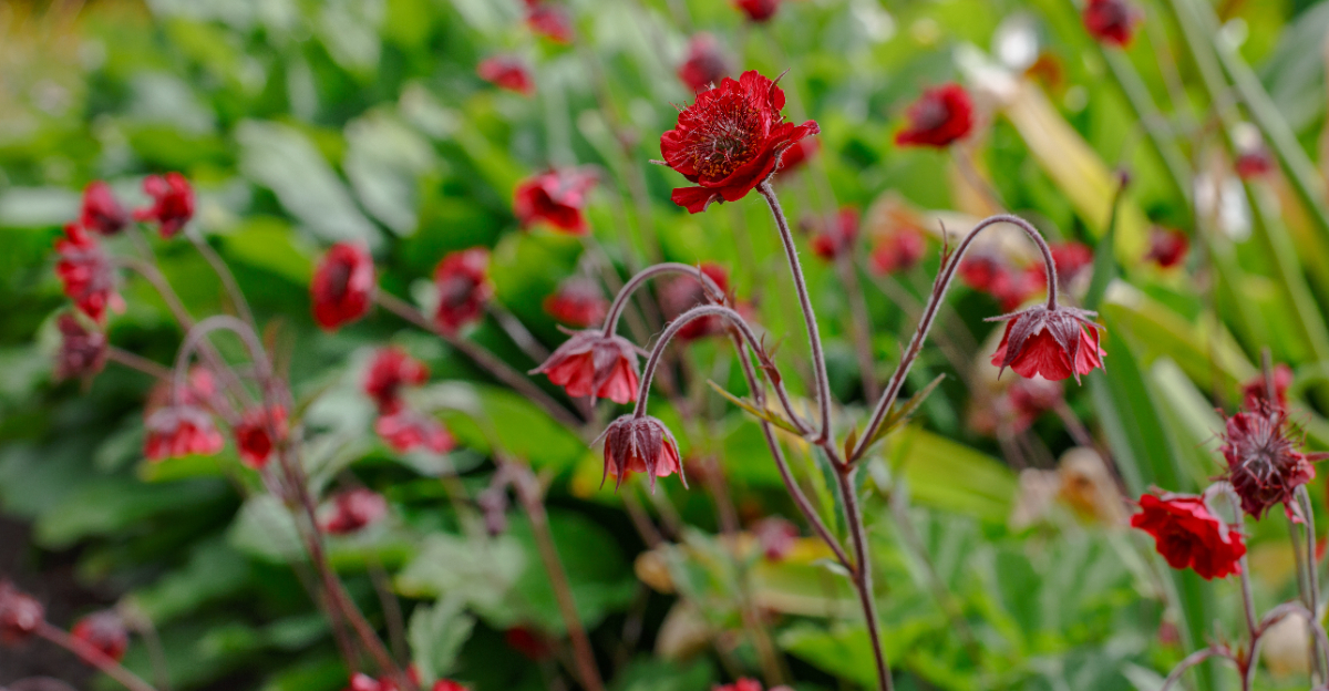 geum