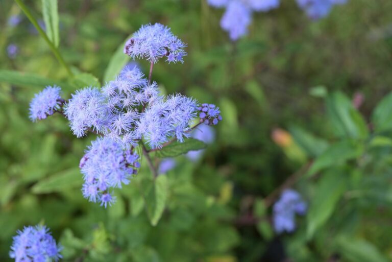 blue mistflower