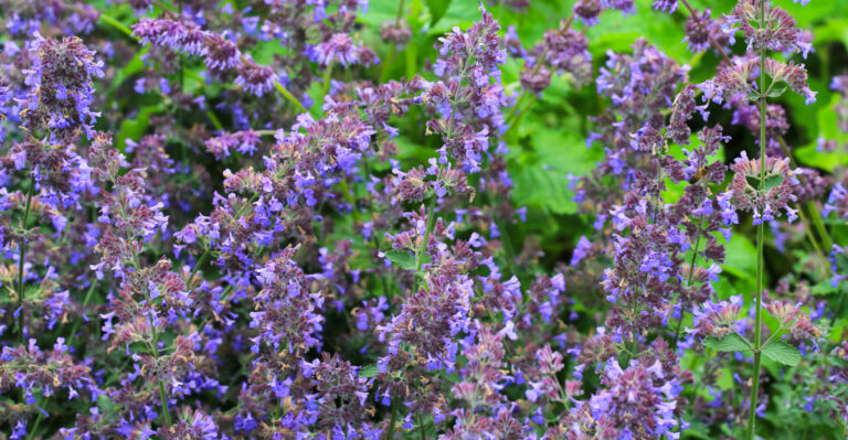 catmint