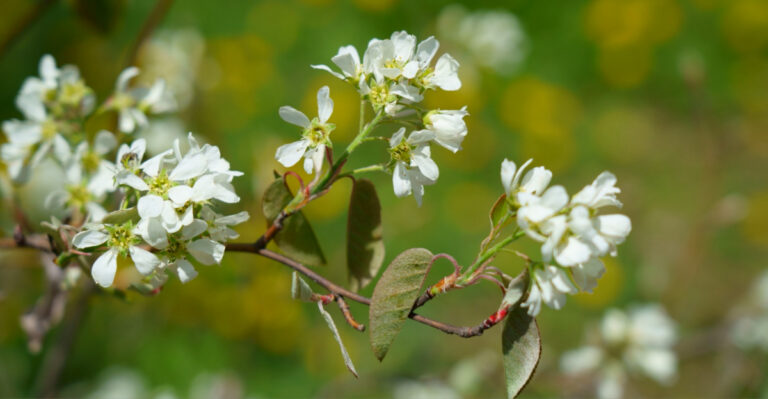 The Most Underrated North Carolina Tree For Small Yards That Gives You Three Seasons Of Color