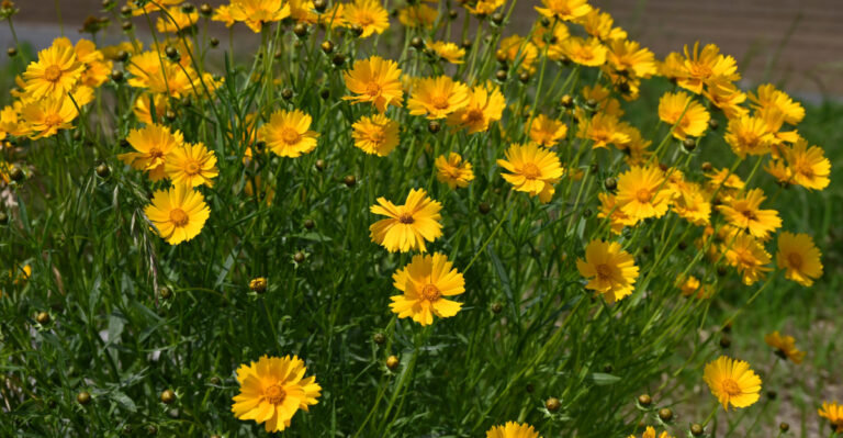 Coreopsis lanceolata