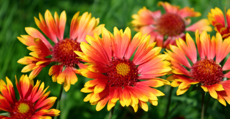 The Most Underrated Perennial In Oregon That Blooms From Spring Through Fall In Full Sun