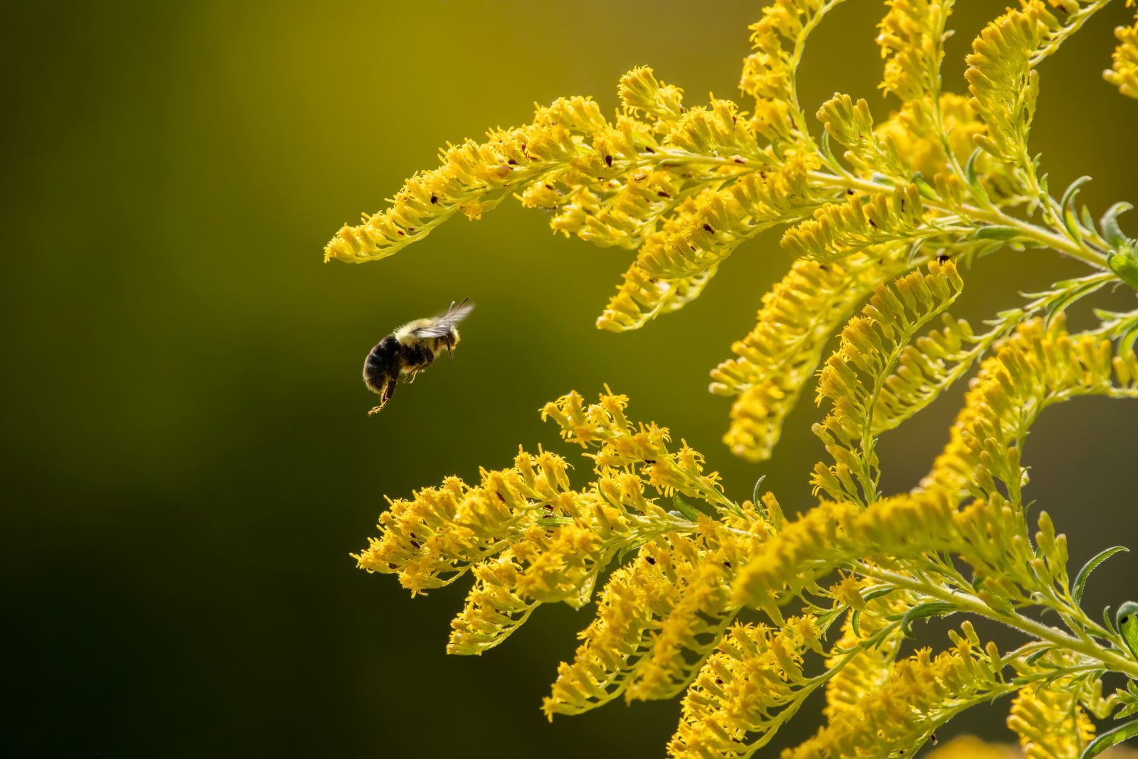goldenrod