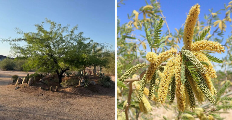 The Most Useful Native Tree You Can Plant In Arizona