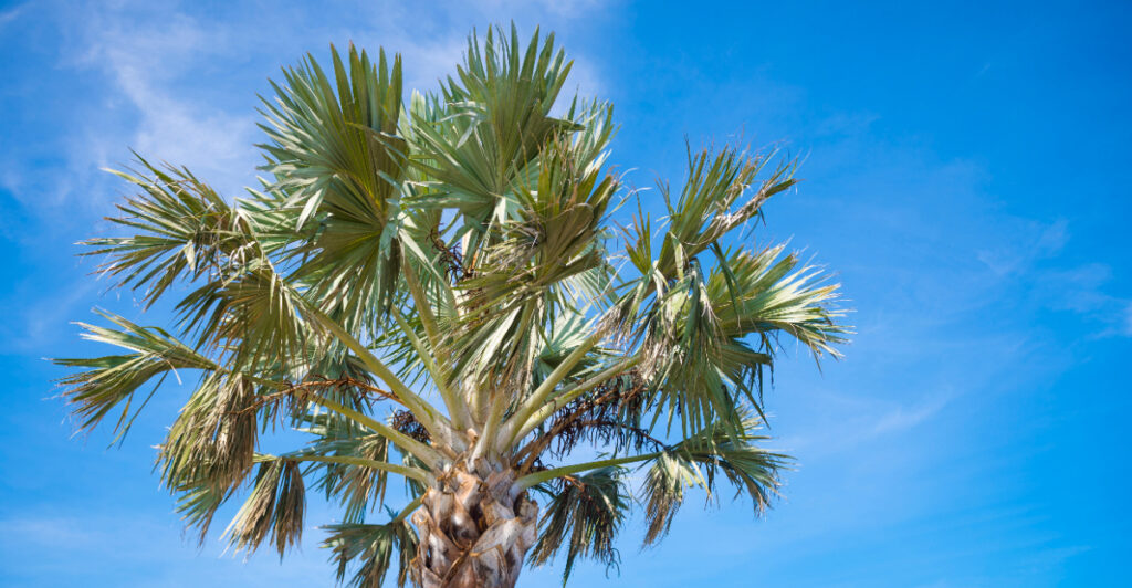 One Native Tree The Most Useful Native Tree You Can Plant In Florida