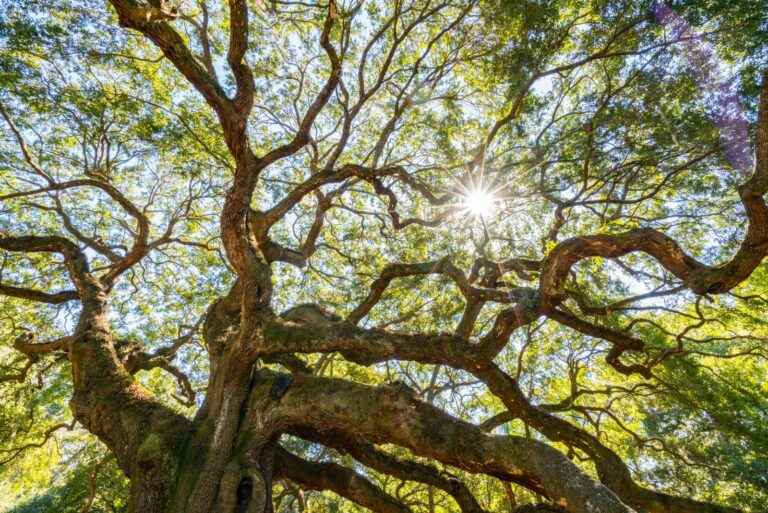 live oak