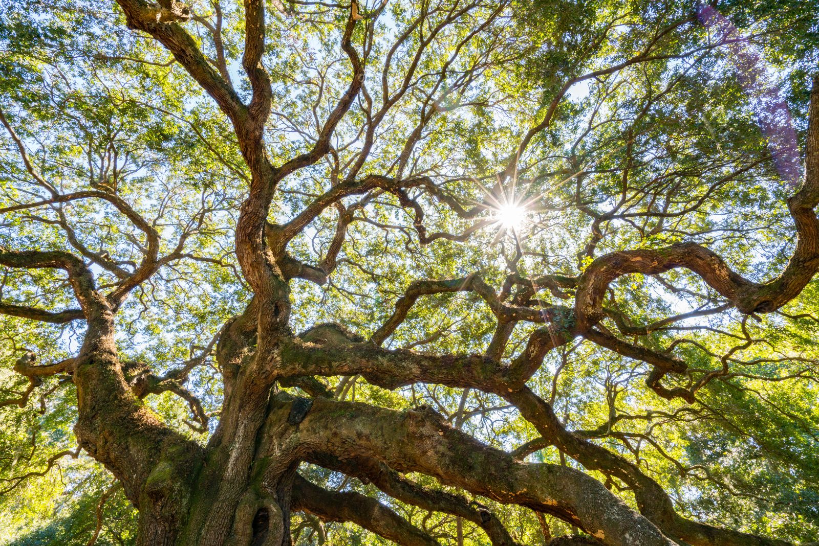 live oak