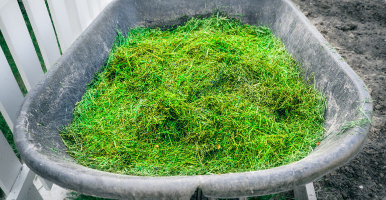grass clippings