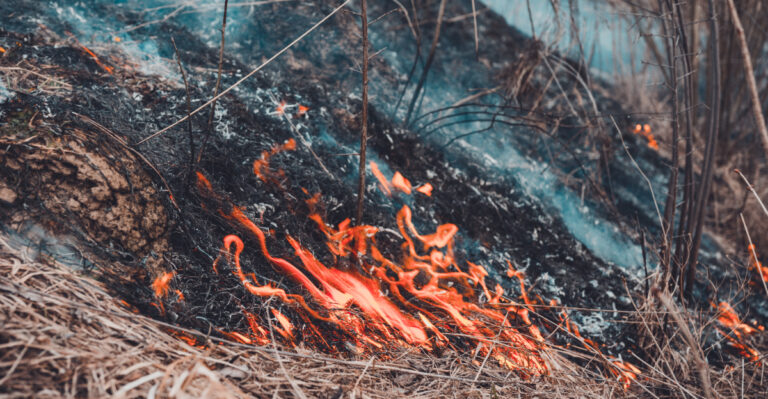 wildfire