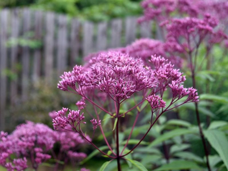Where Joe Pye Weed Grows Best In Texas