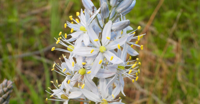 Wild Hyacinth, Camassia scilloides