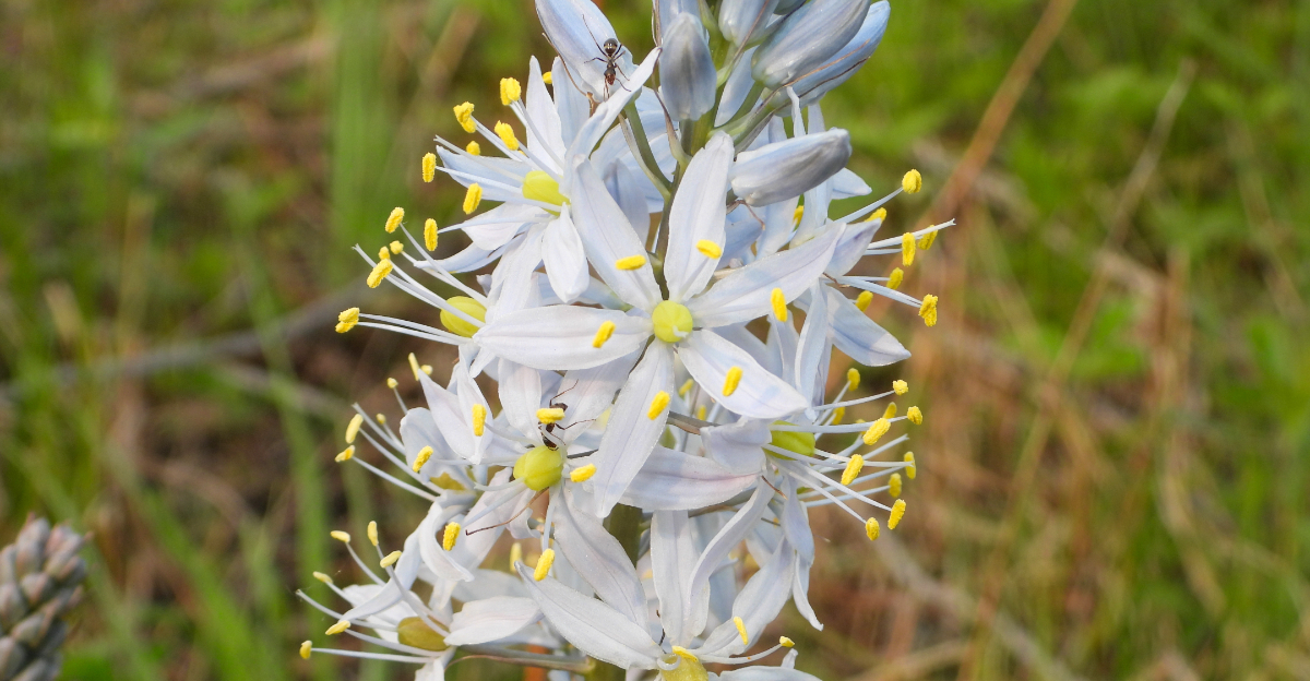 Wild Hyacinth, Camassia scilloides
