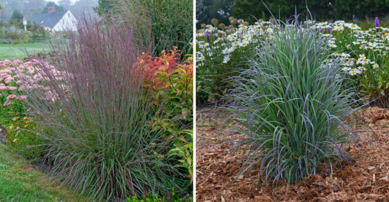 The Native Michigan Grass That Actually Prefers Your Worst Compacted Dry Soil