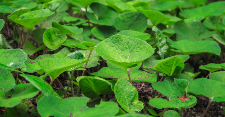 wild ginger