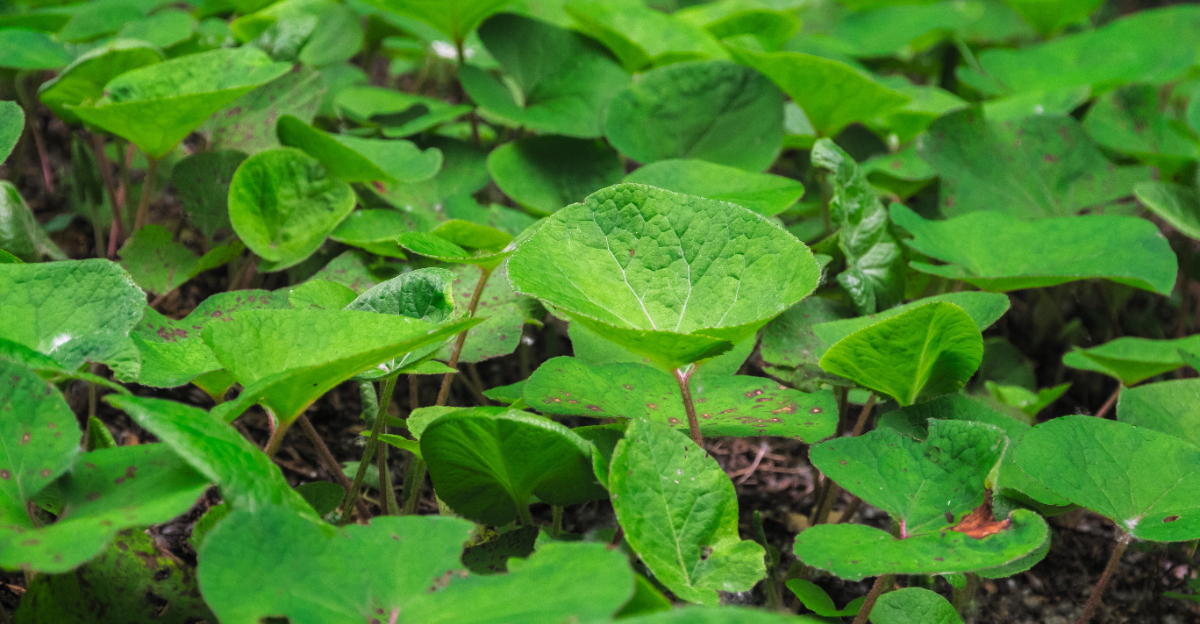 wild ginger