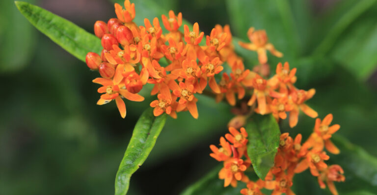 butterfly weed