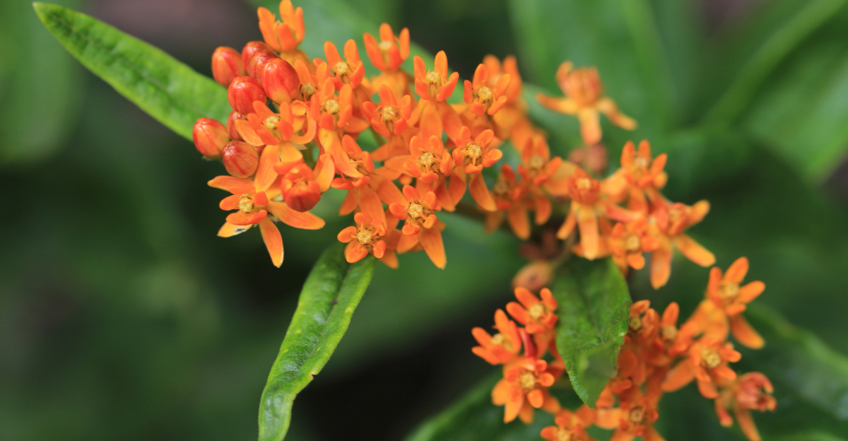 butterfly weed