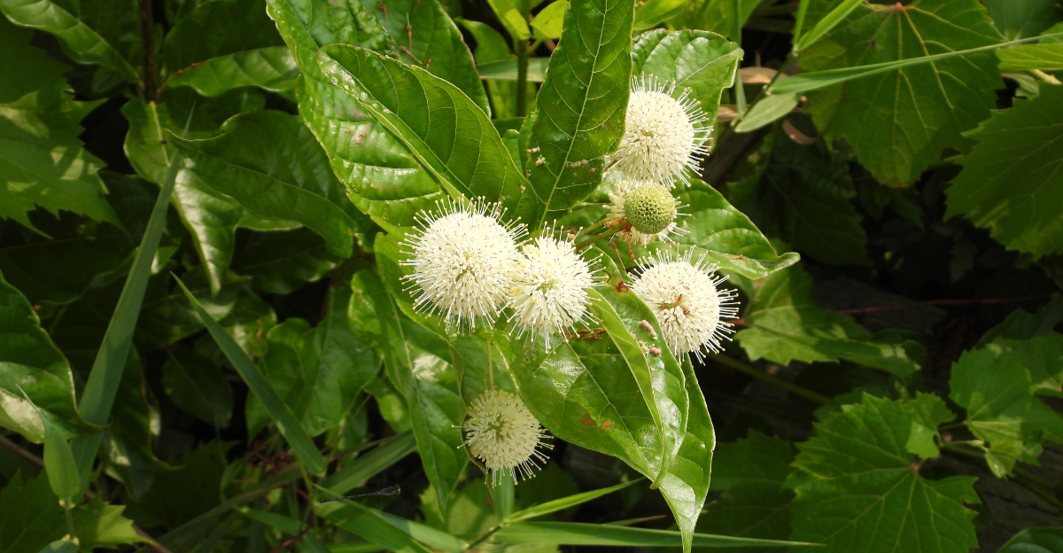 buttonbush
