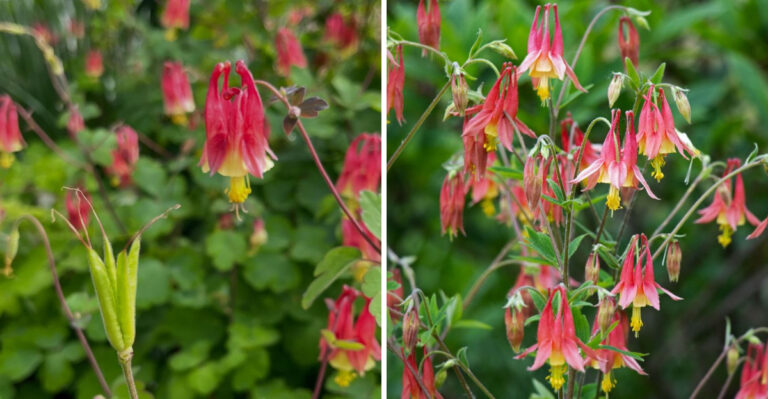 The Native Michigan Wildflower That Blooms In Shade When Everything Else Needs Full Sun