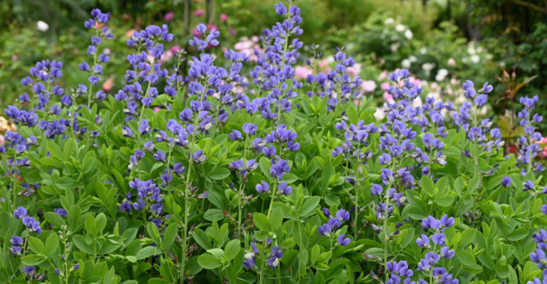 wild blue indigo