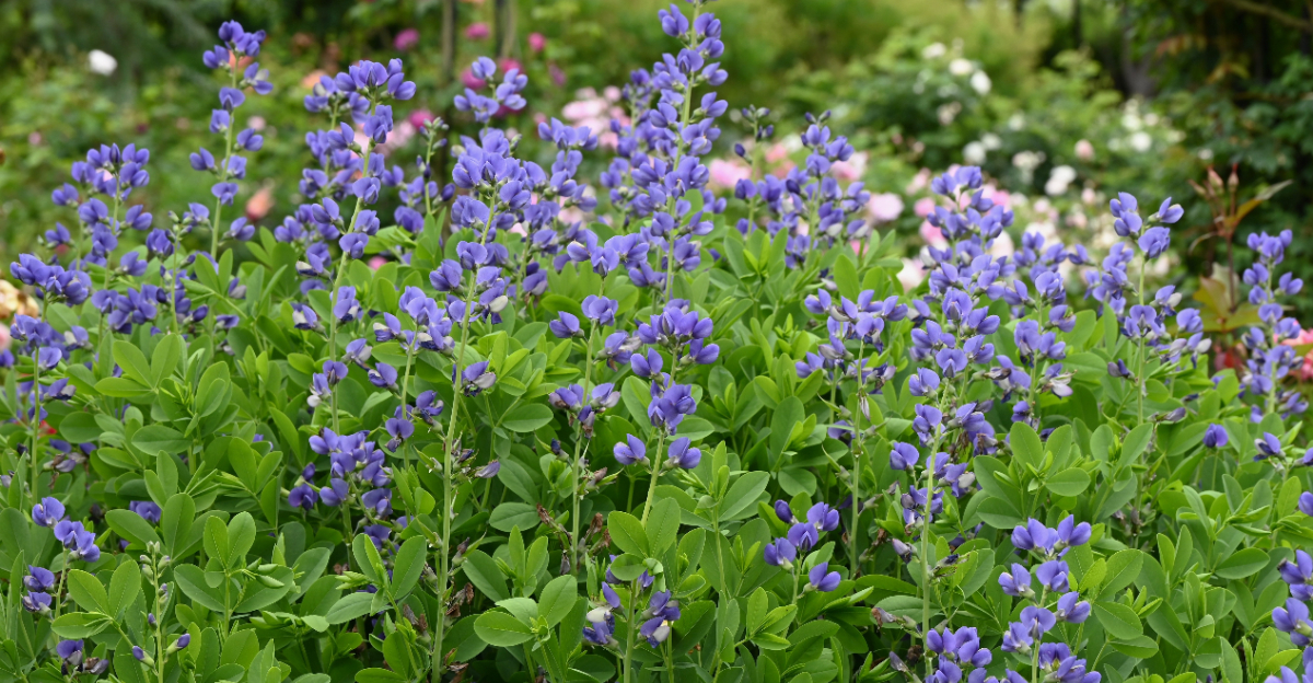 wild blue indigo