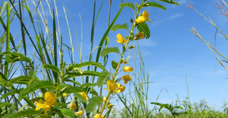 The Native Michigan Wildflower That Goes From Seed To Full Size In A Single Season